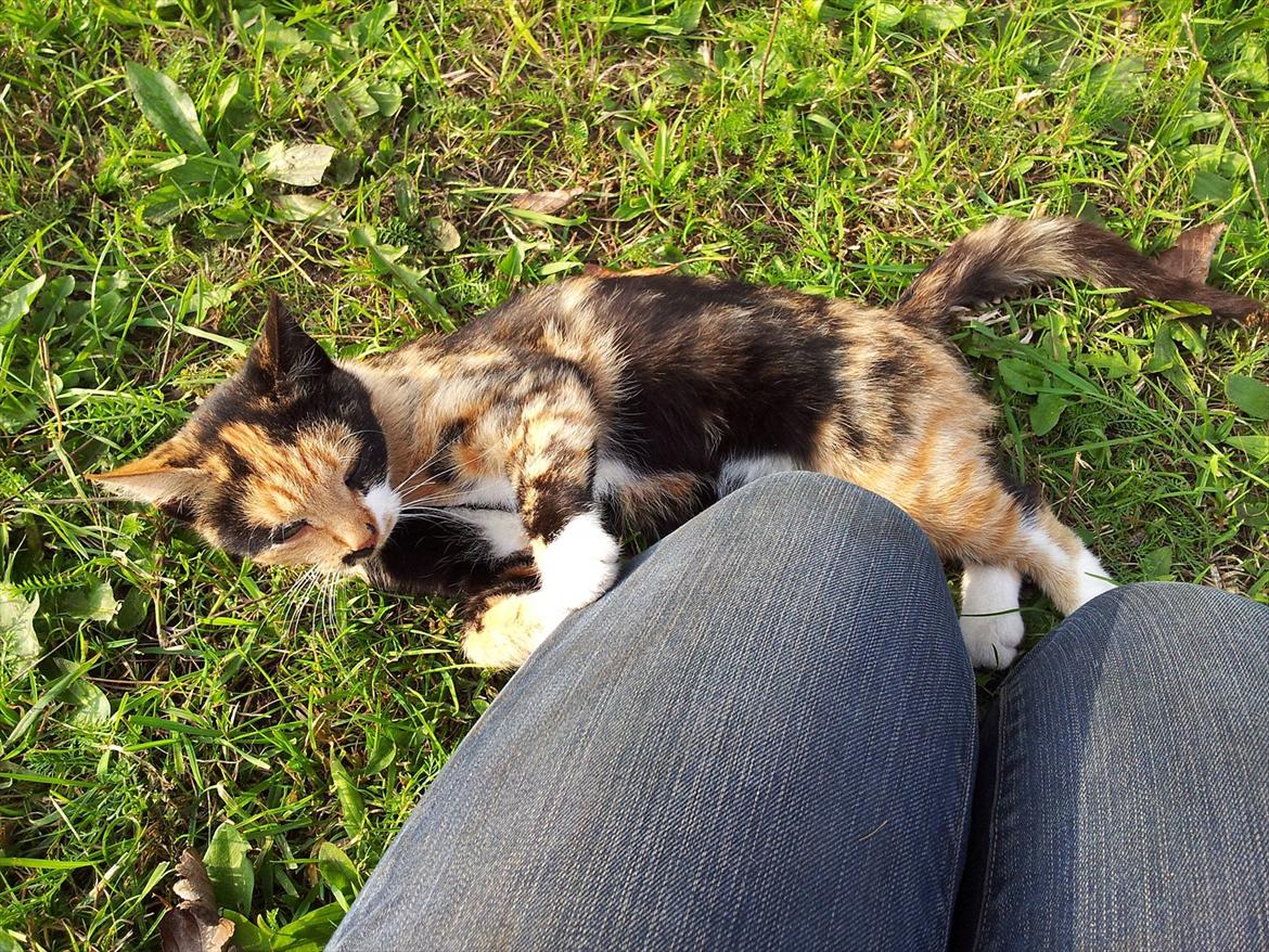 Blanding af racer Fione billede 3