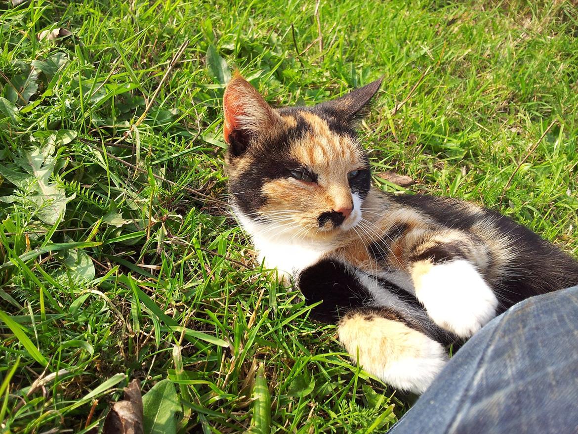 Blanding af racer Fione billede 4