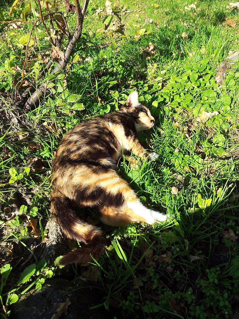 Blanding af racer Fione billede 5