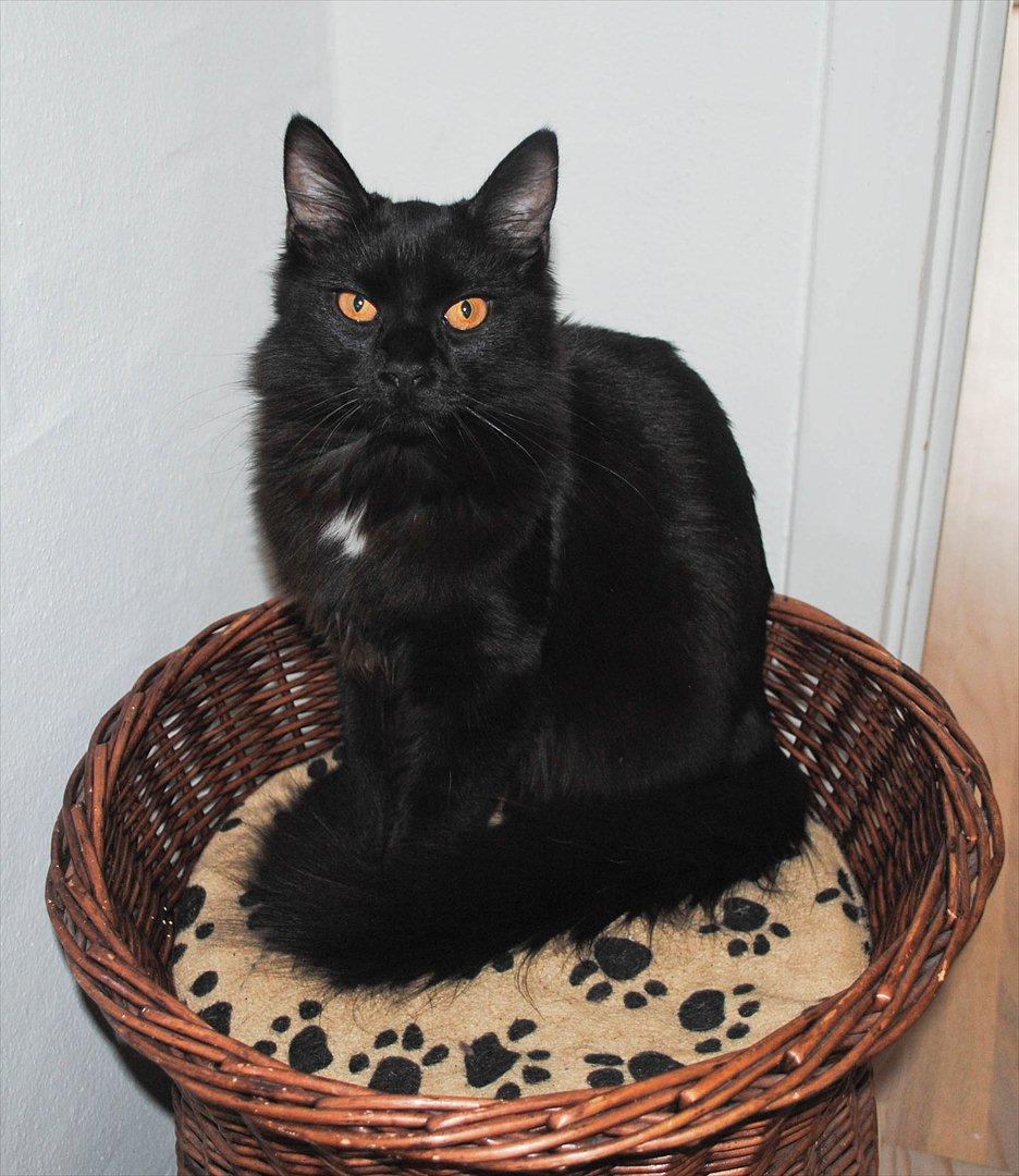 Blanding af racer Bella billede 6