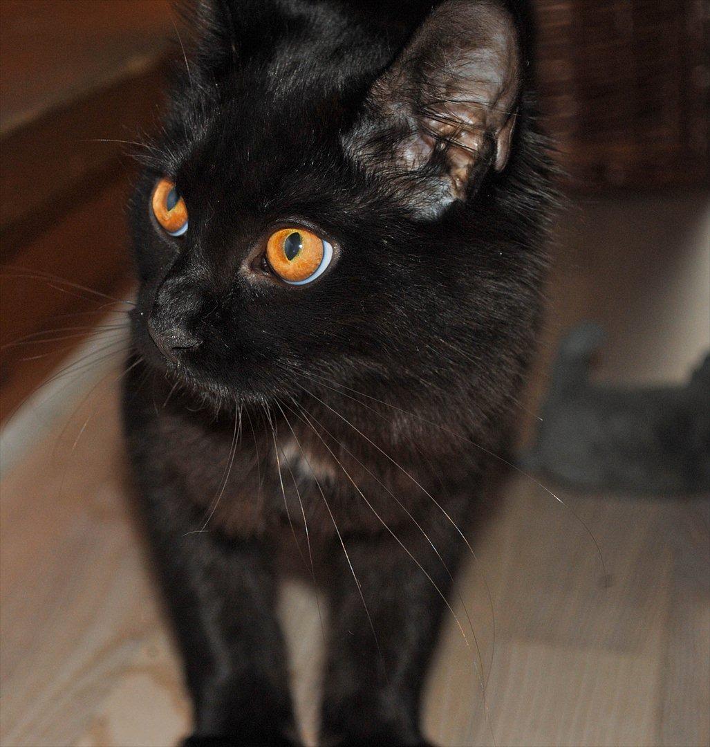 Blanding af racer Bella billede 9