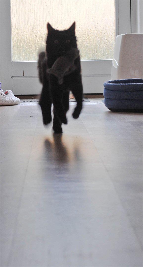 Blanding af racer Bella billede 15