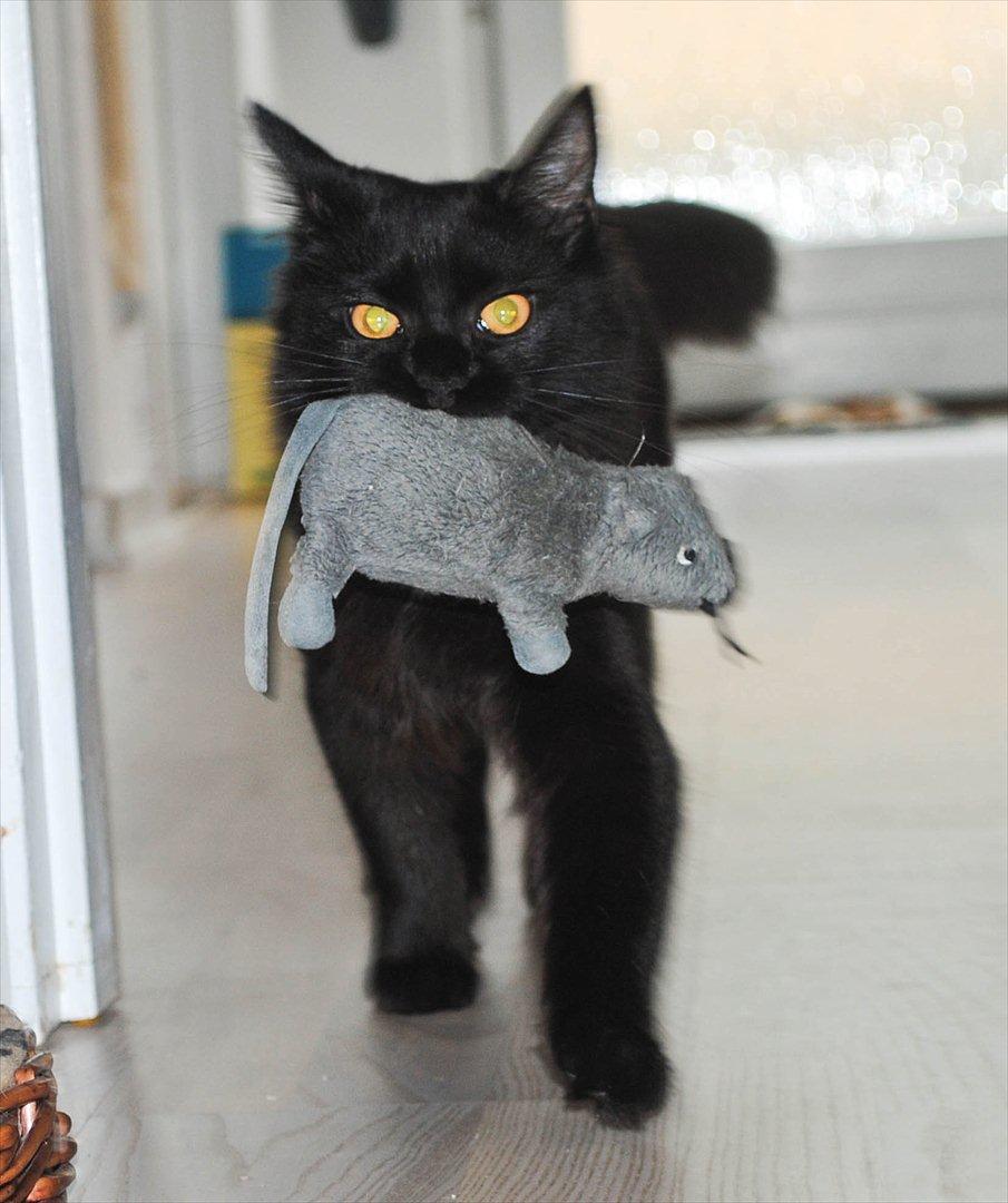 Blanding af racer Bella billede 5