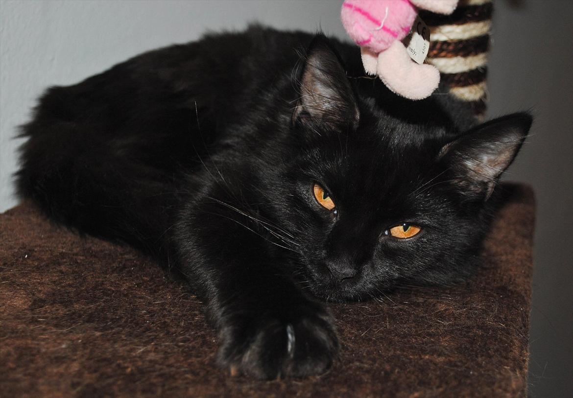 Blanding af racer Bella billede 7