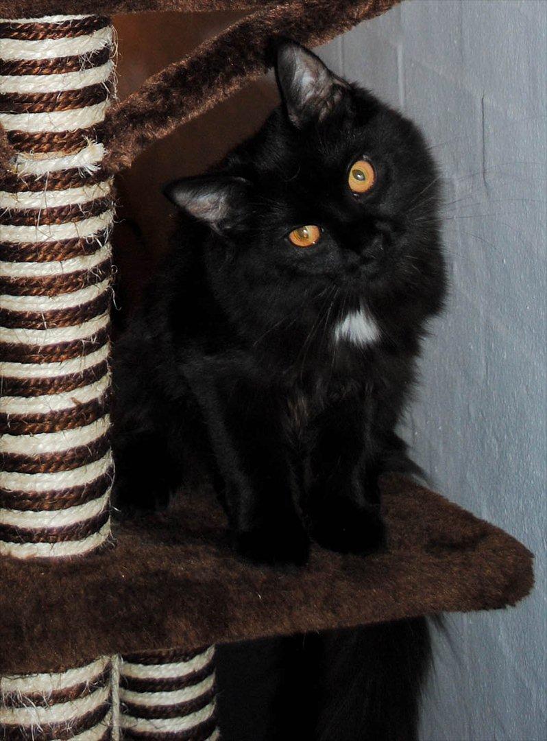 Blanding af racer Bella billede 12