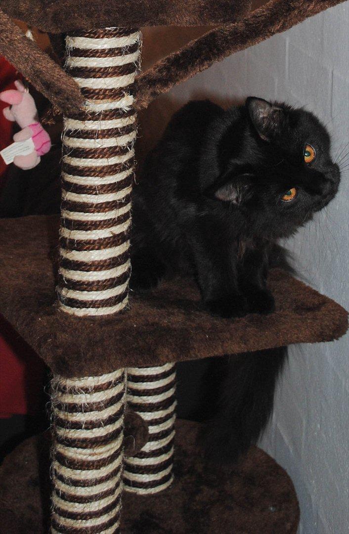 Blanding af racer Bella billede 13