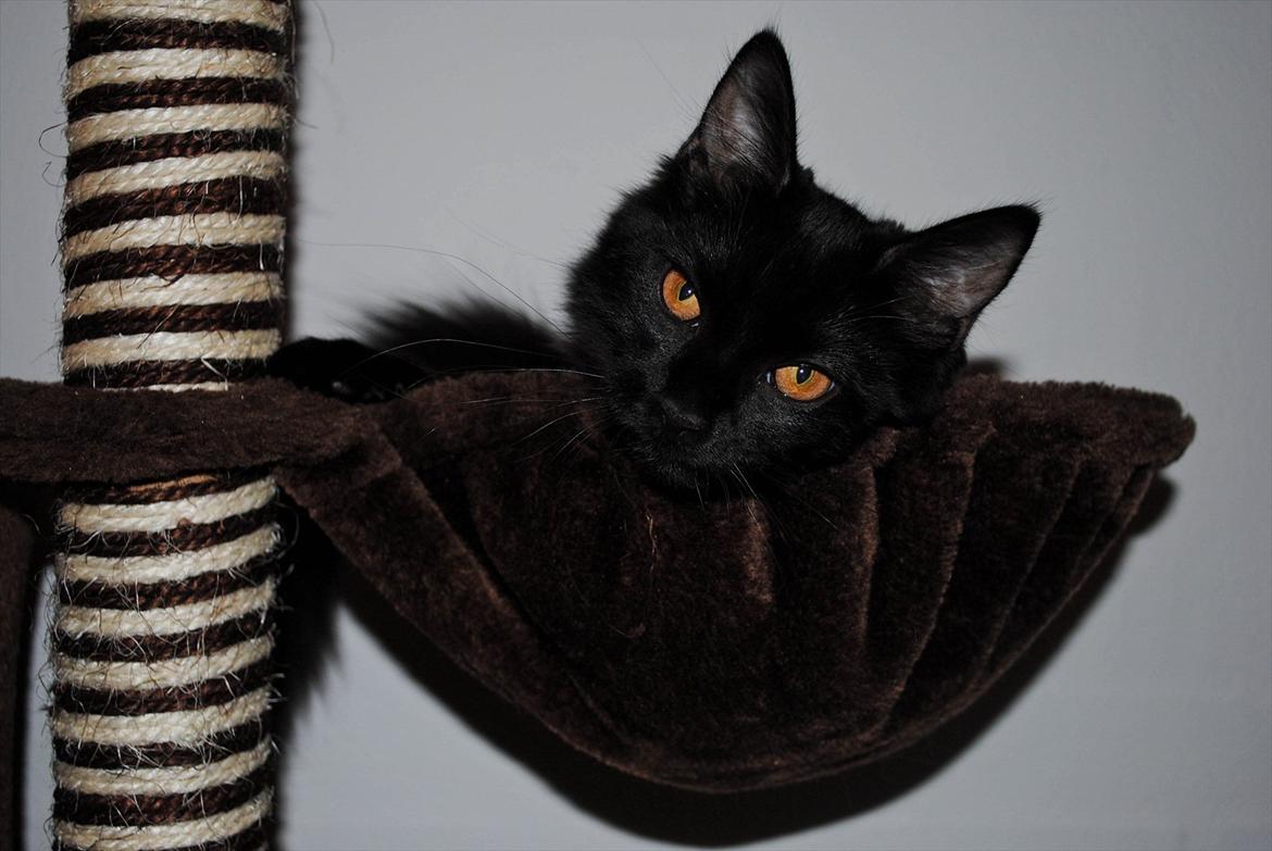 Blanding af racer Bella billede 11