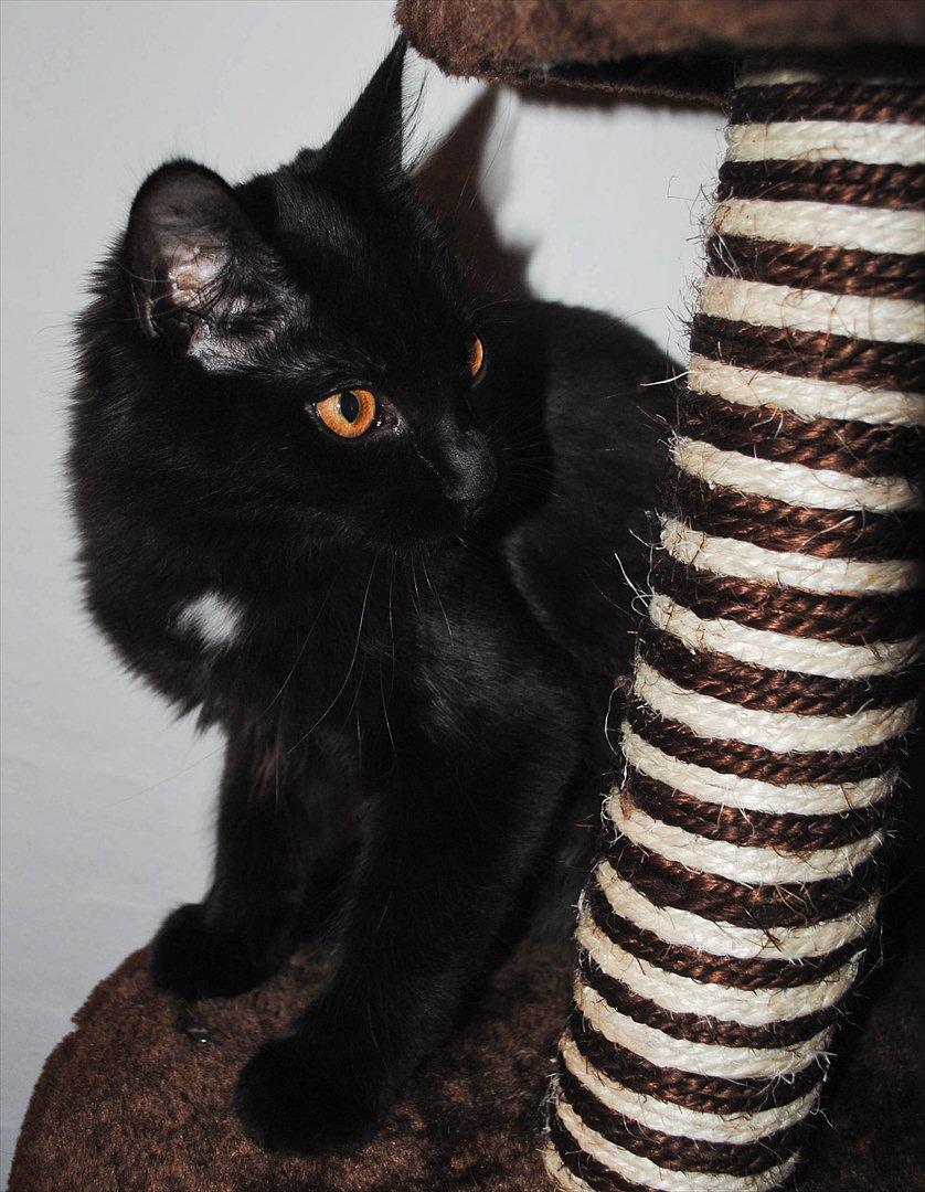 Blanding af racer Bella billede 10