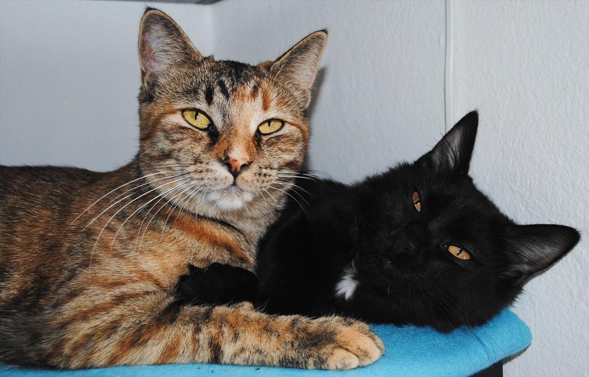 Blanding af racer Bella billede 14