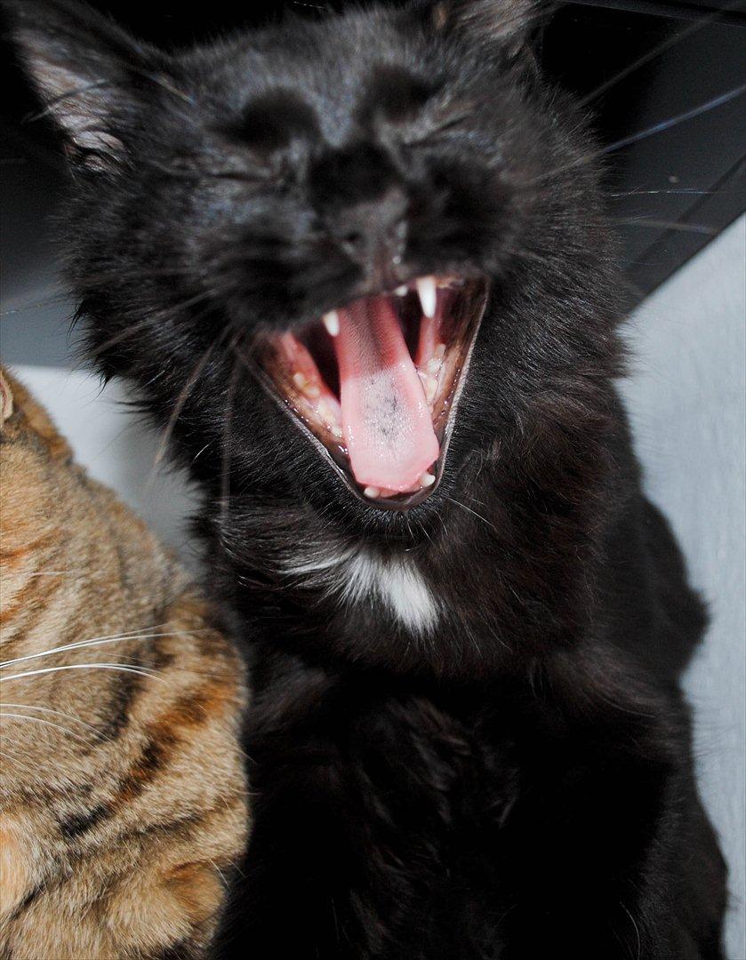 Blanding af racer Bella billede 8