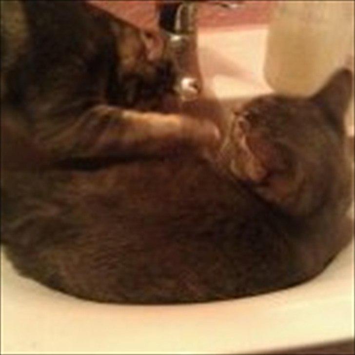 Huskat Aslan - du driller ;o( billede 10