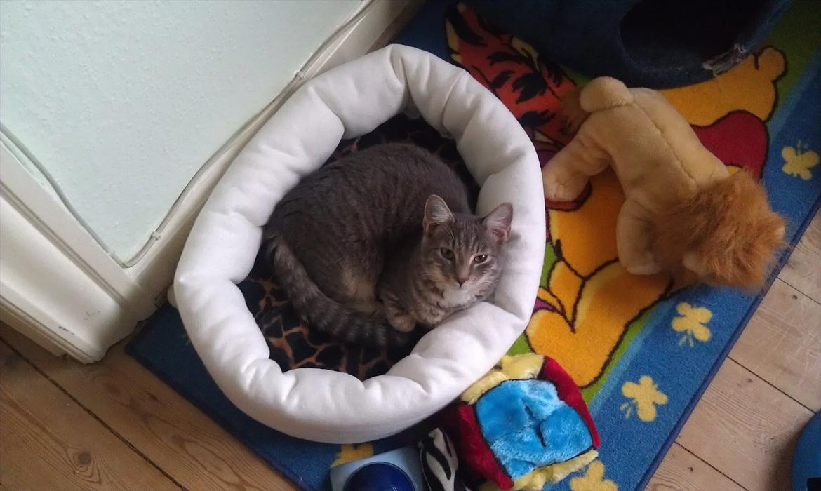 Huskat Aslan - i sin kurv billede 11