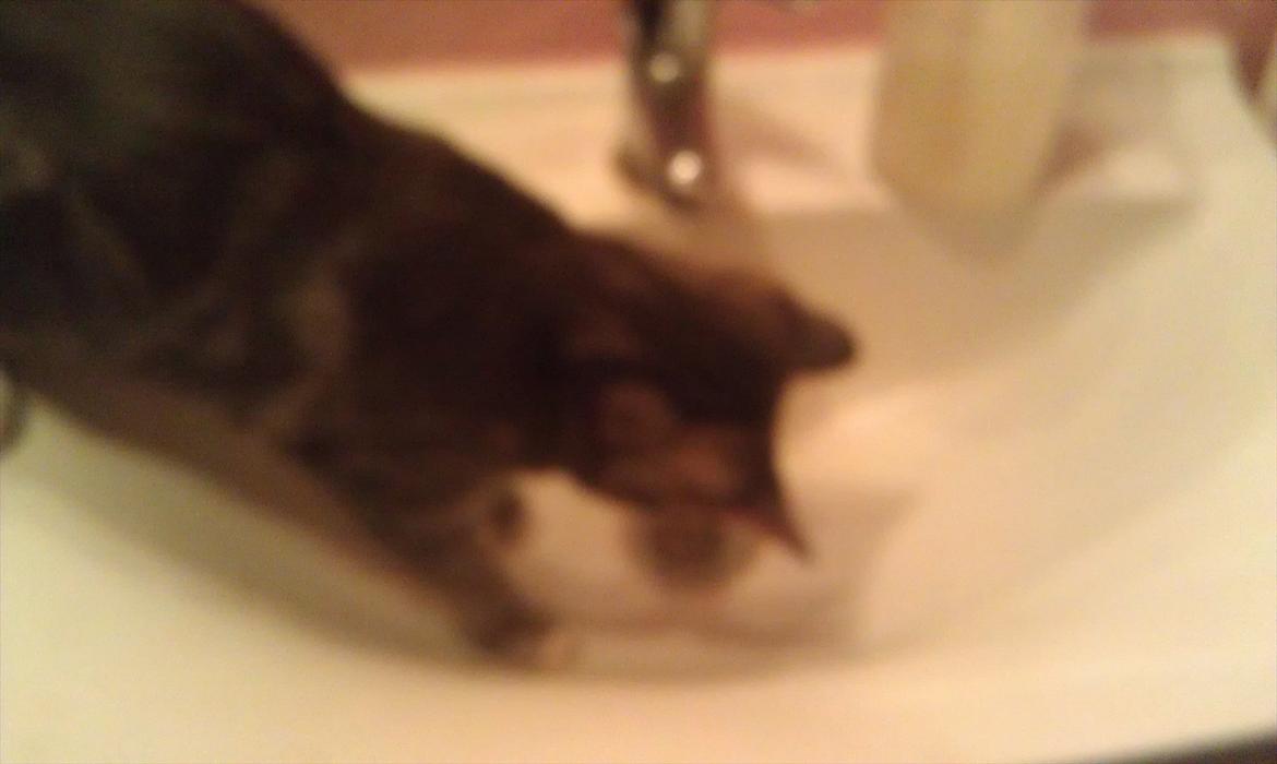 Huskat Nala - uhm vand billede 11