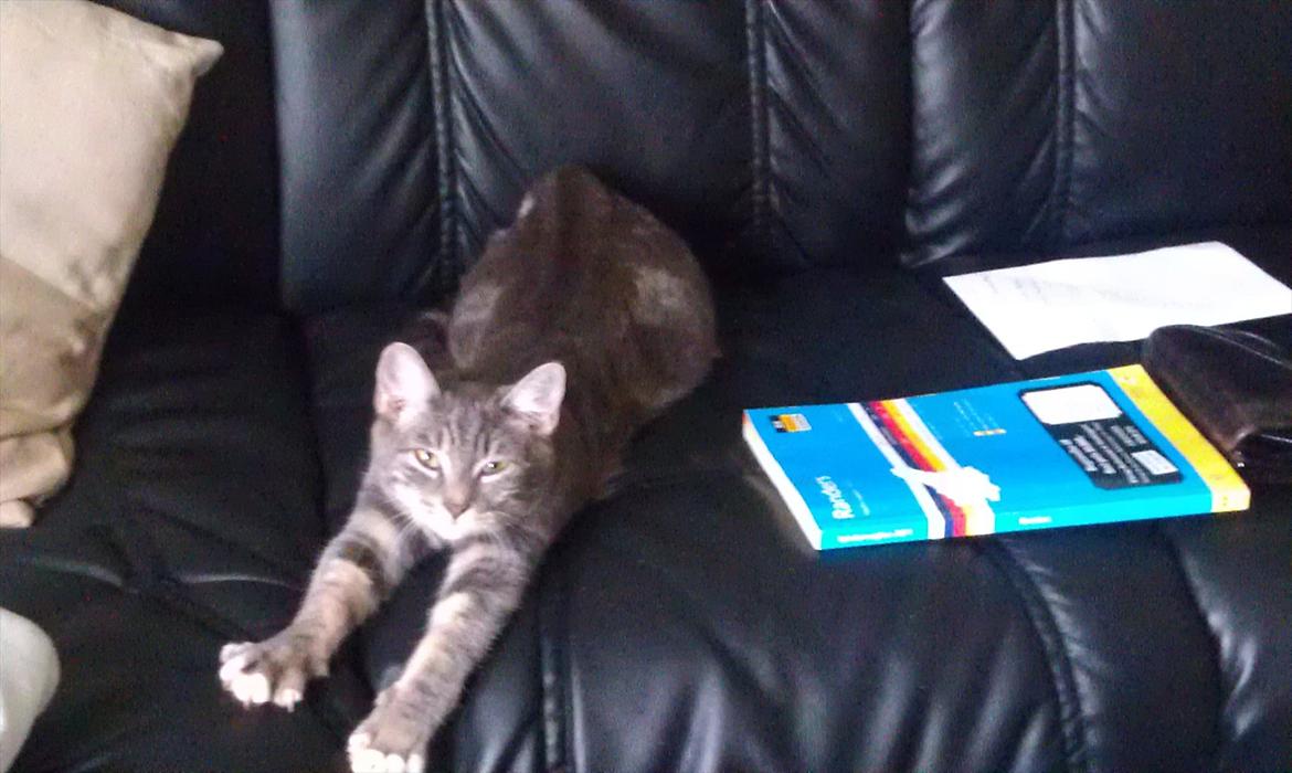 Huskat Nala - aaaaaaaaaaah  billede 12