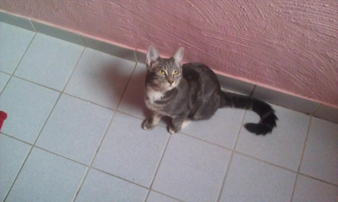 Huskat Nala - hvad laver du der oppe Aslan? billede 13