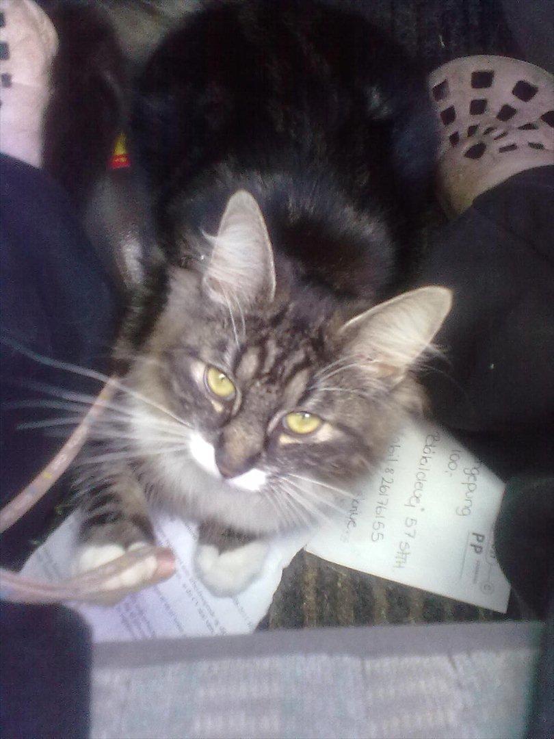 Maine Coon Bailey billede 1