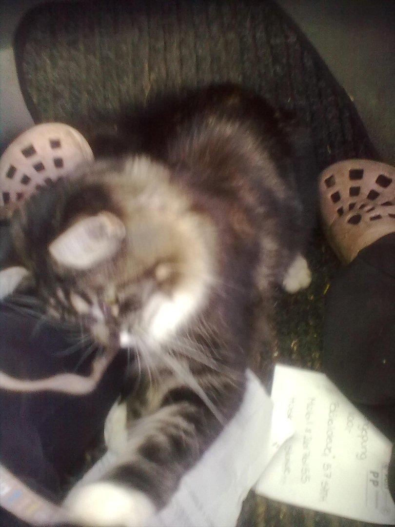 Maine Coon Bailey billede 2