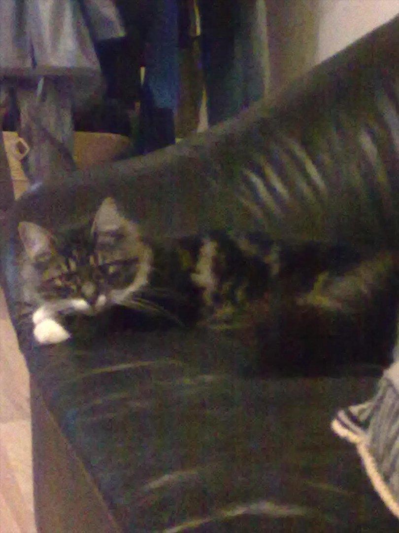 Maine Coon Bailey billede 3