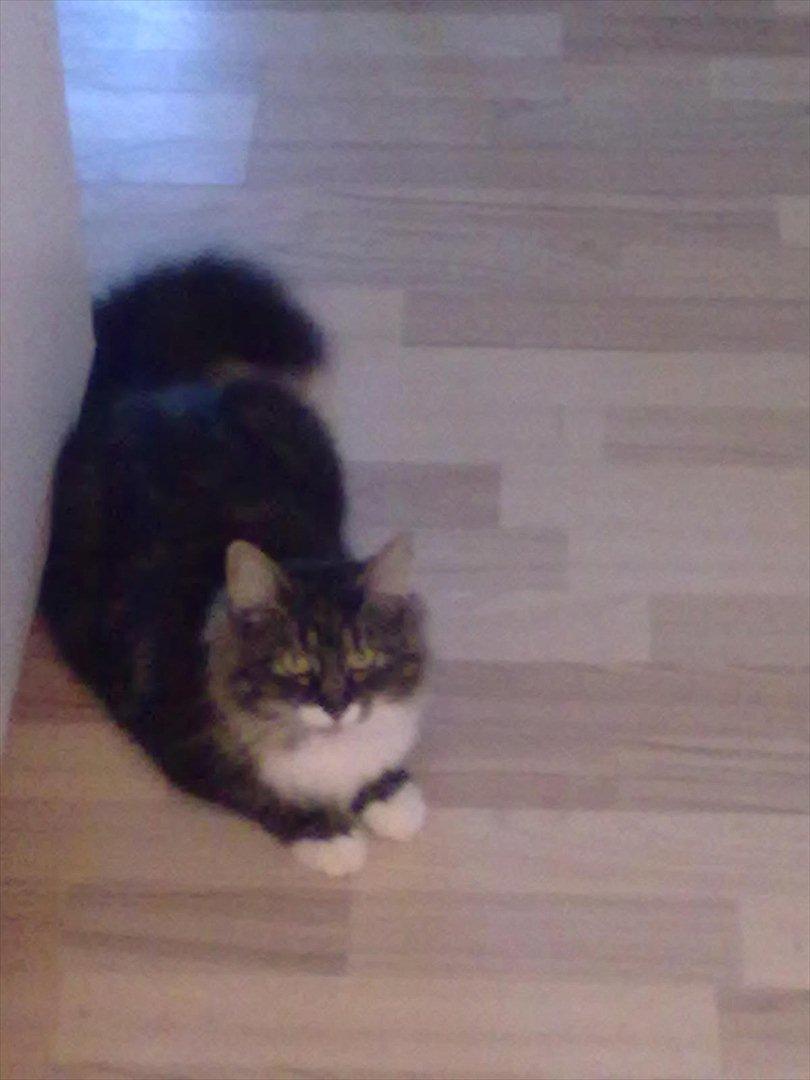 Maine Coon Bailey billede 4