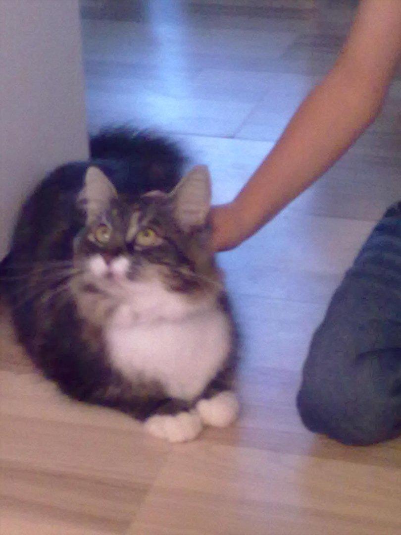 Maine Coon Bailey billede 5