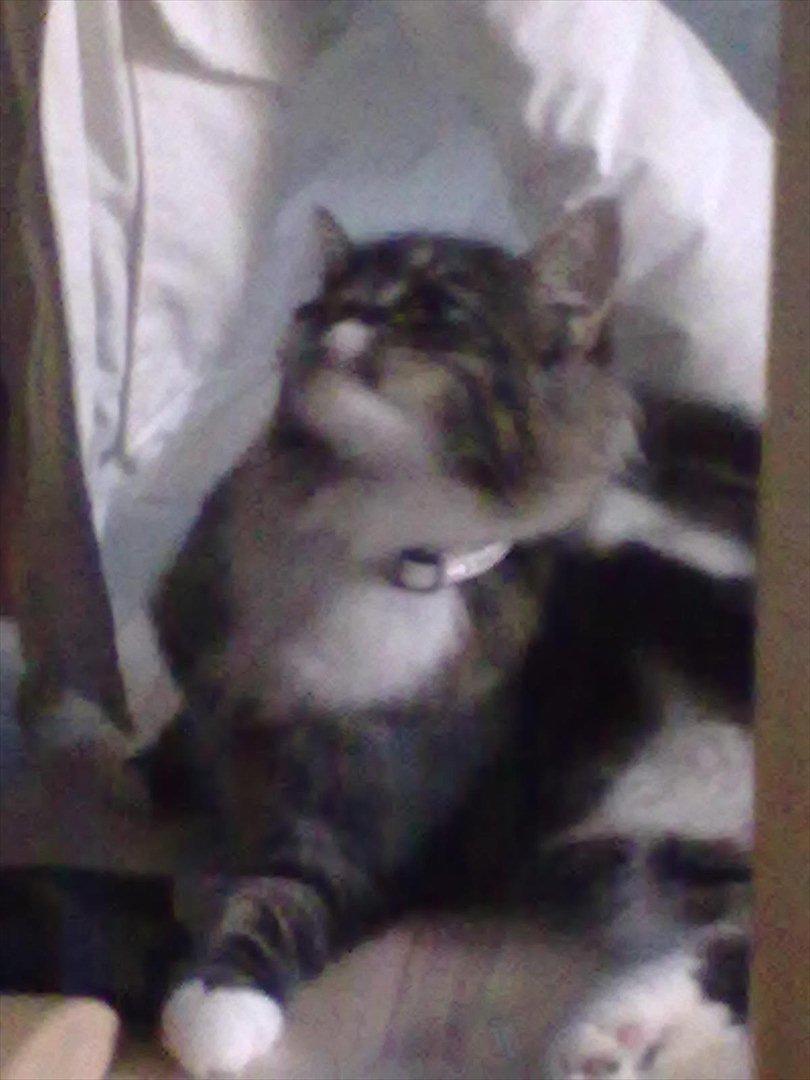 Maine Coon Bailey billede 6