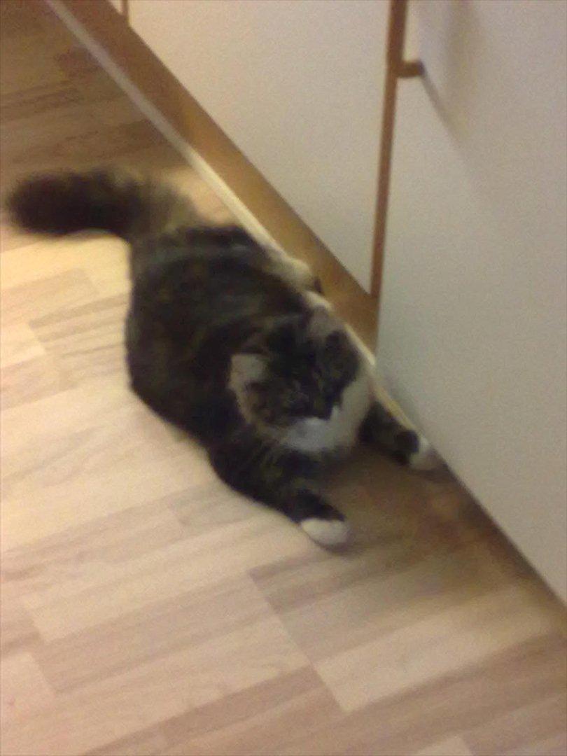 Maine Coon Bailey billede 7