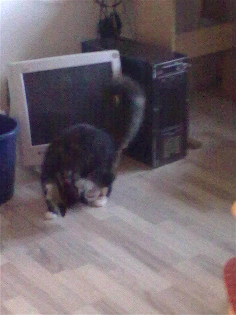 Maine Coon Bailey billede 8