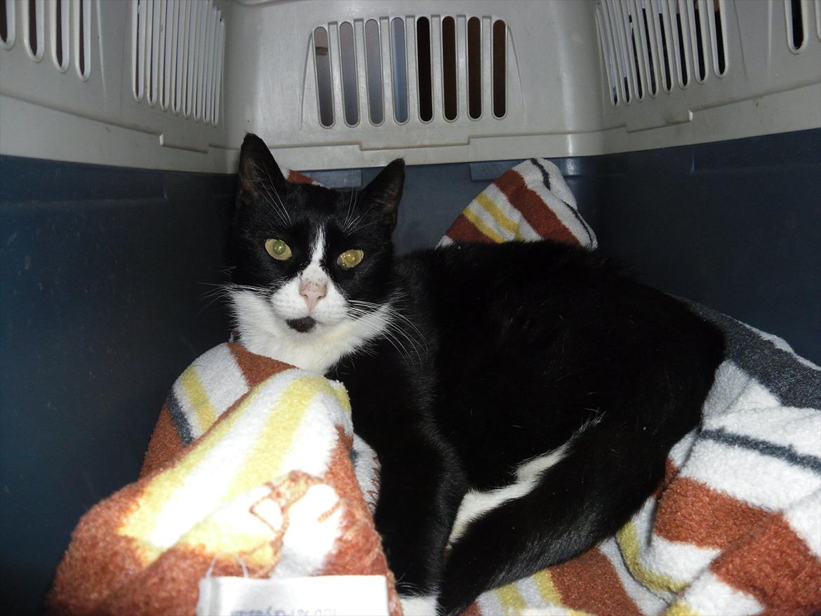 Huskat Bølle - Sidste billede af bølle taget den dag han blev aflivet. billede 10