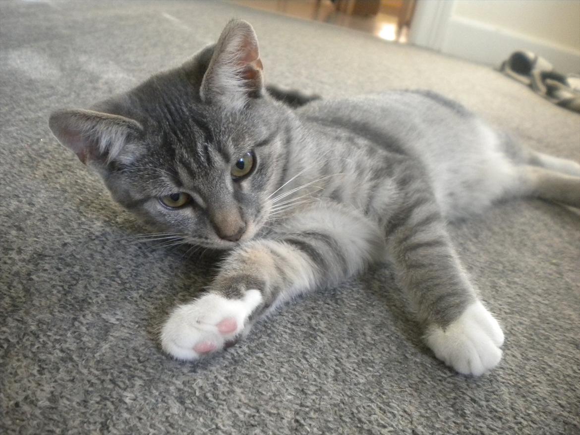 Huskat Karen  billede 1