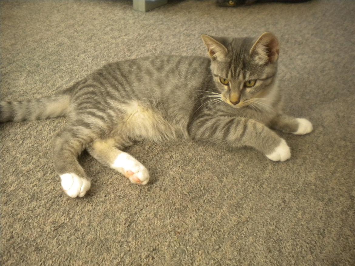 Huskat Karen  billede 2