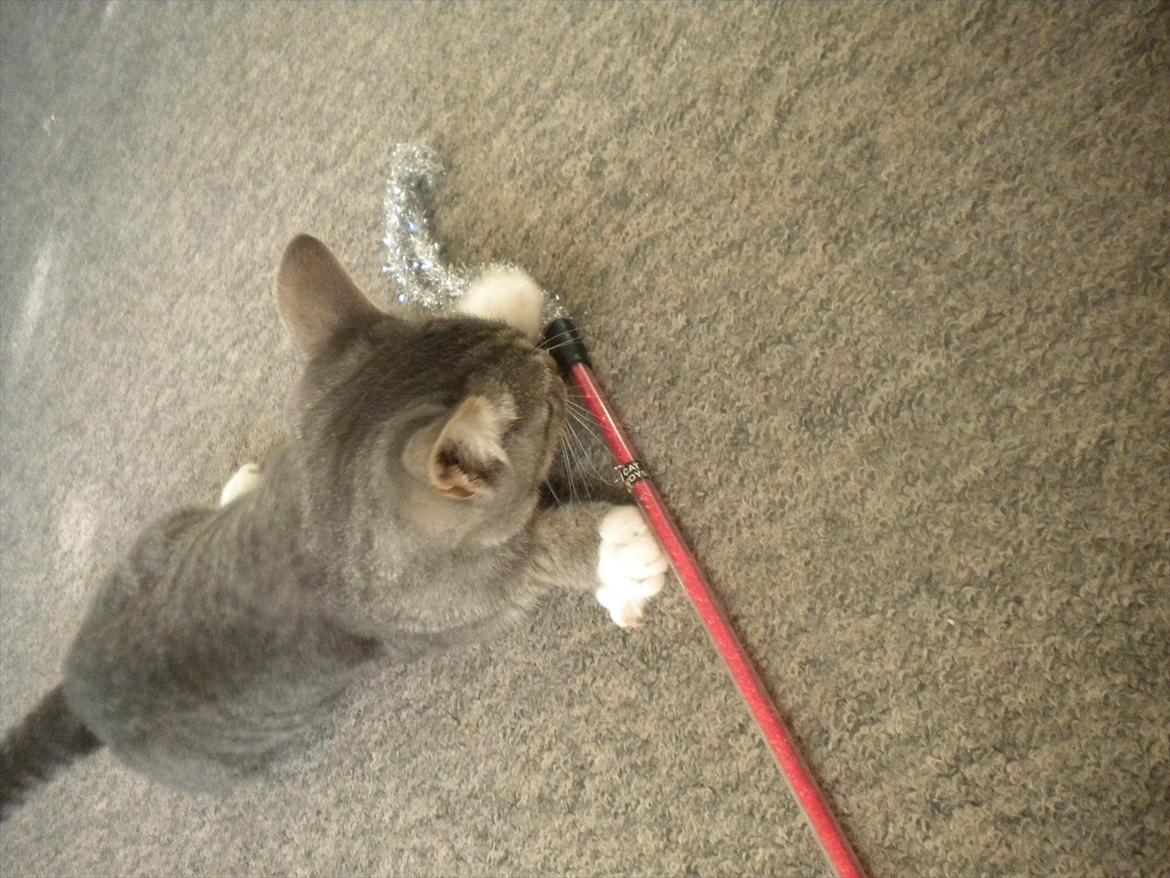 Huskat Karen  billede 3