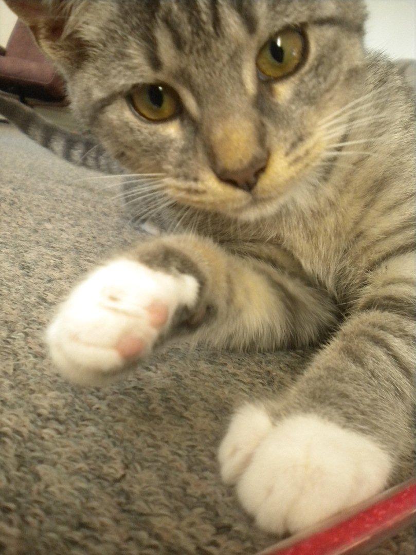 Huskat Karen  billede 4