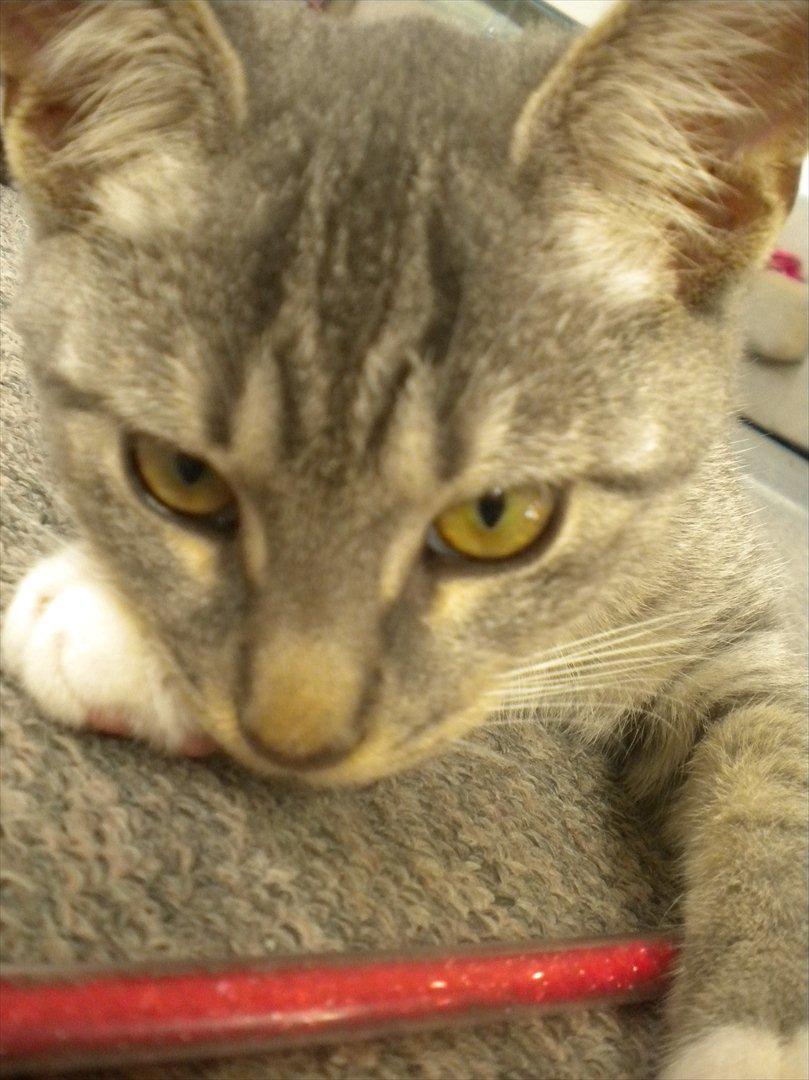 Huskat Karen  billede 5