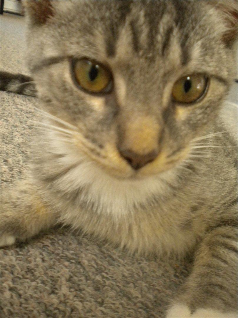 Huskat Karen  billede 6