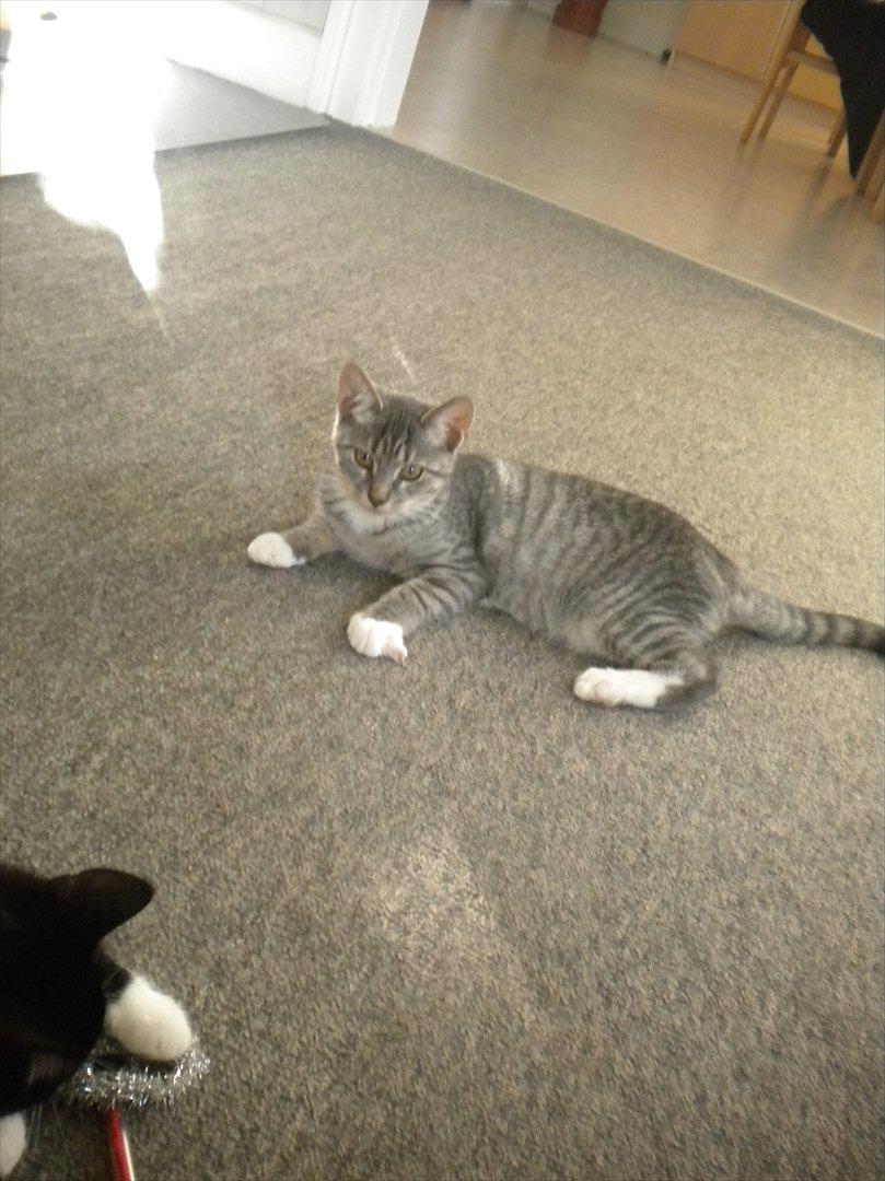 Huskat Karen  billede 7