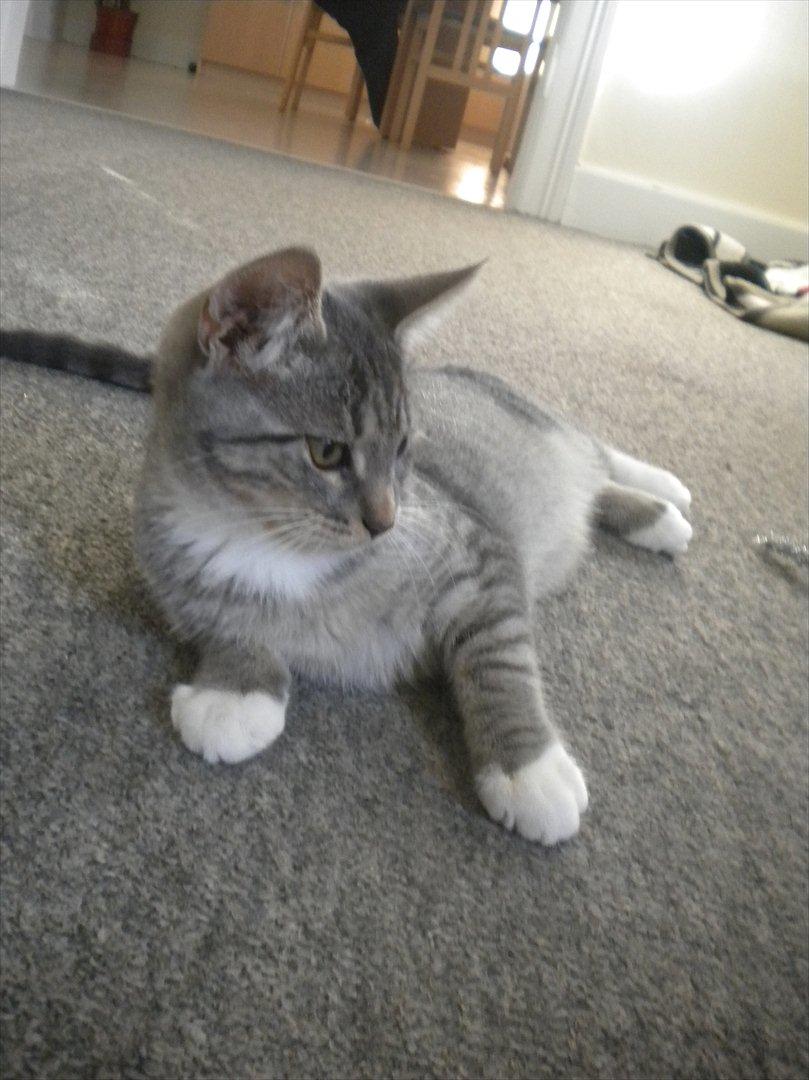 Huskat Karen  billede 9