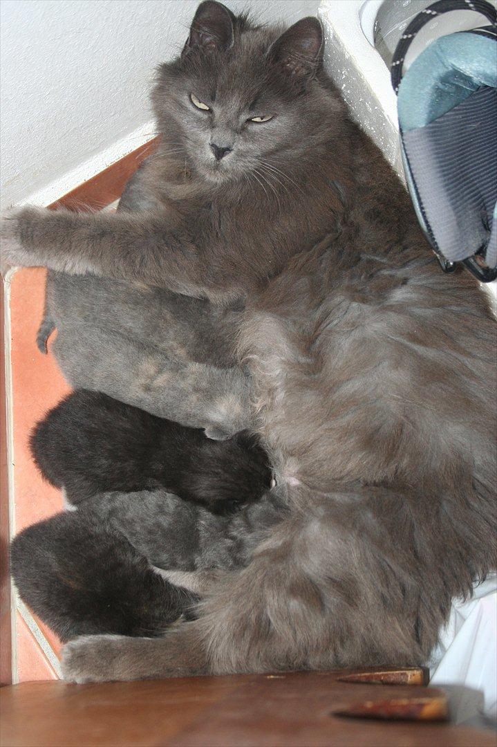 Blanding af racer Skater billede 1