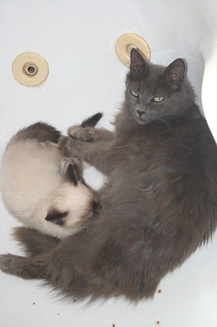 Blanding af racer Skater billede 2