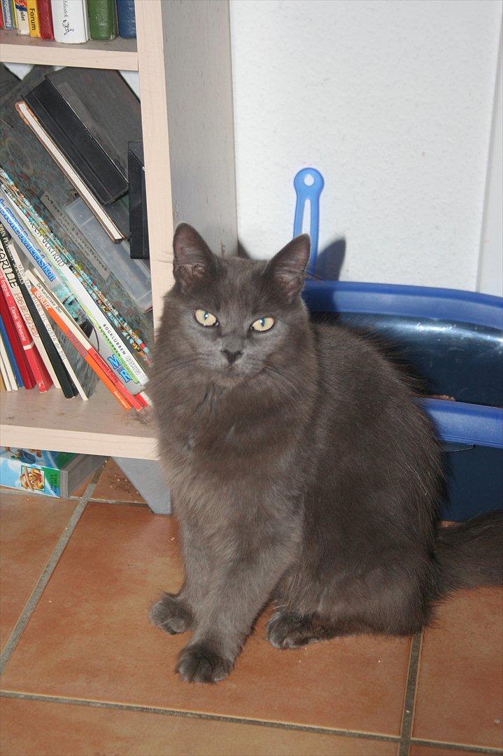 Blanding af racer Skater billede 3