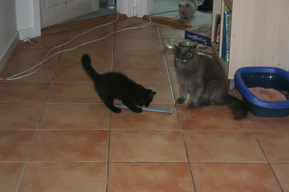 Blanding af racer Skater billede 4