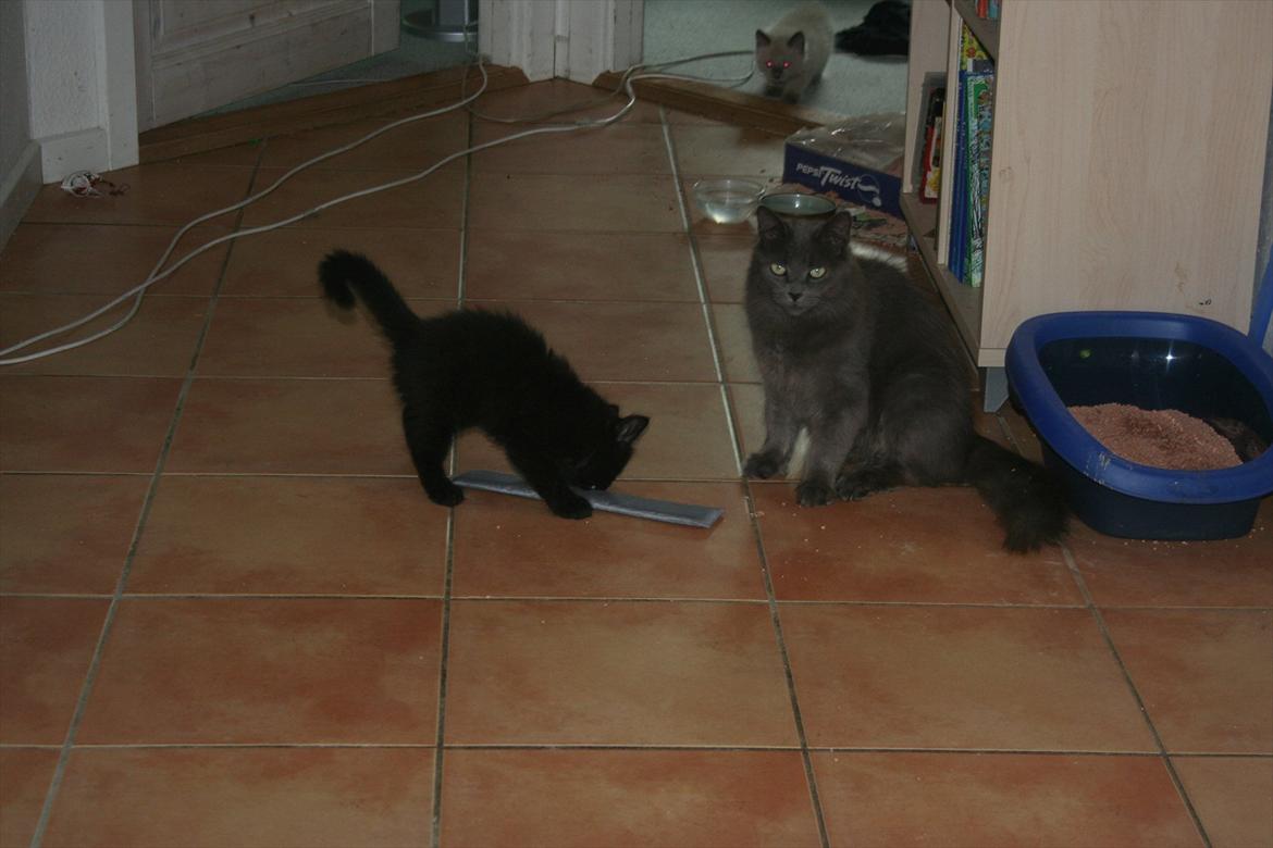 Blanding af racer Skater billede 5