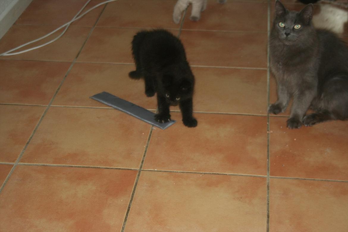 Blanding af racer Skater billede 6