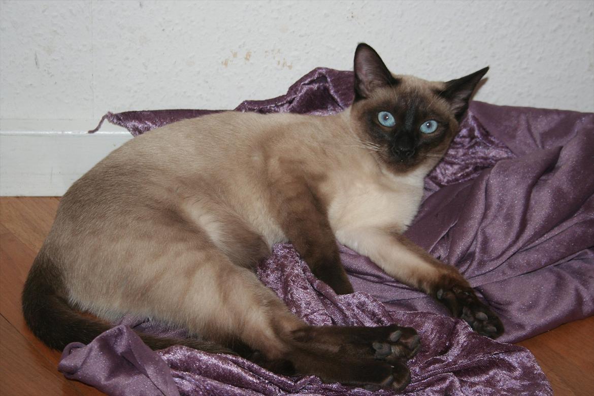 Siameser Joy billede 1