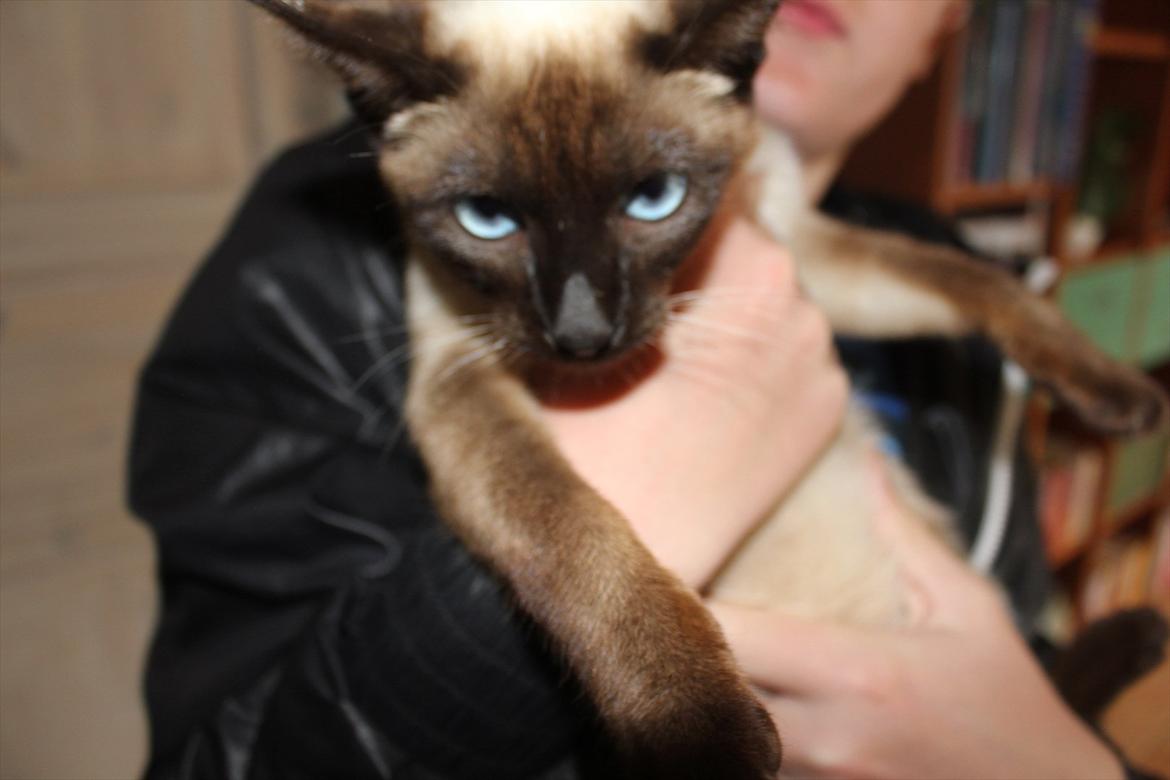 Siameser Joy billede 2