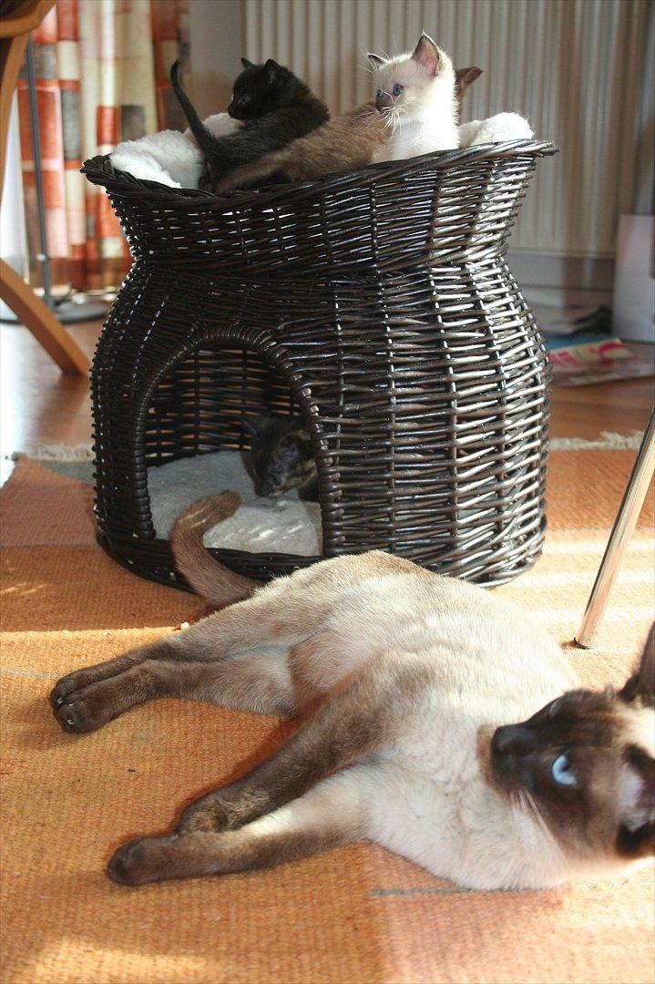 Siameser Joy billede 3