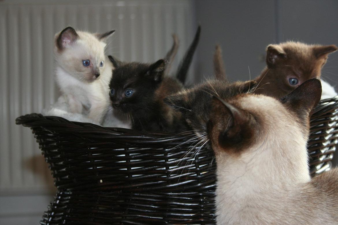 Siameser Joy billede 4