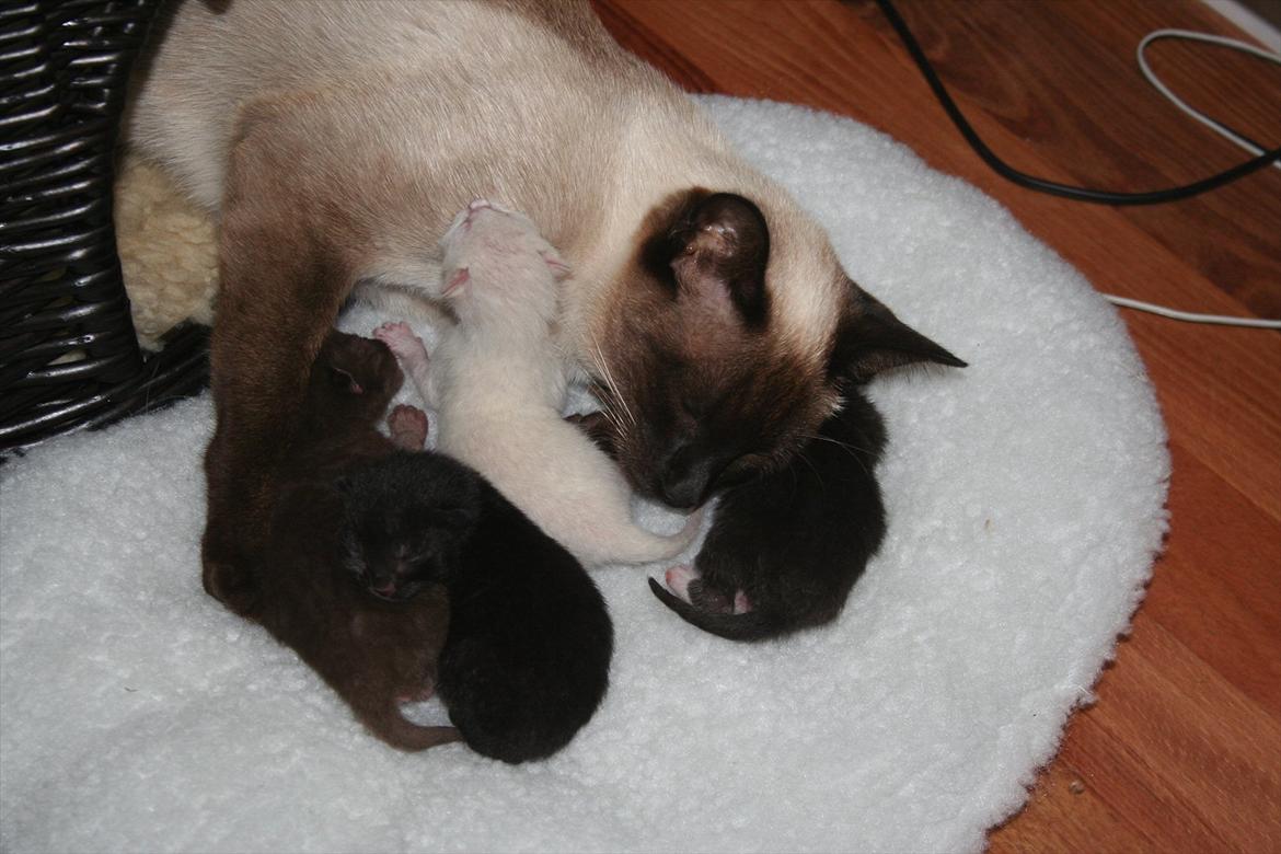 Siameser Joy billede 5