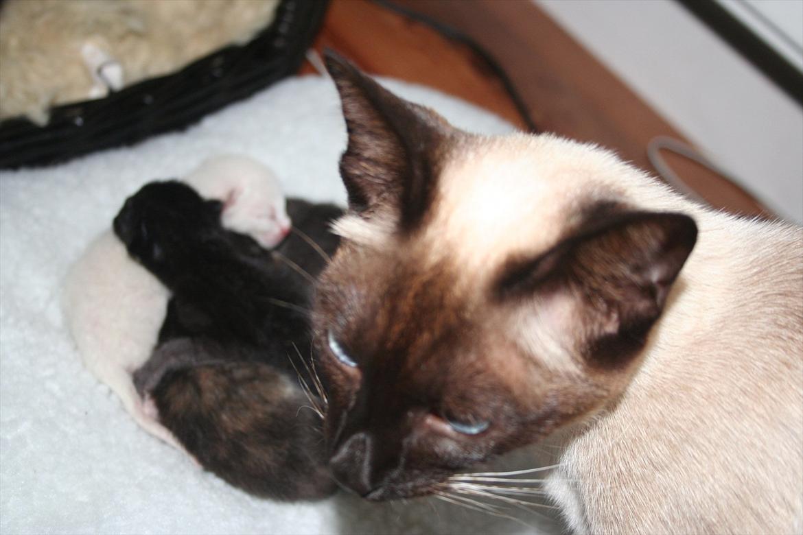 Siameser Joy billede 6