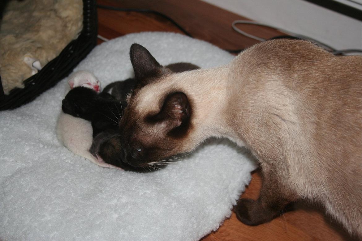 Siameser Joy billede 7