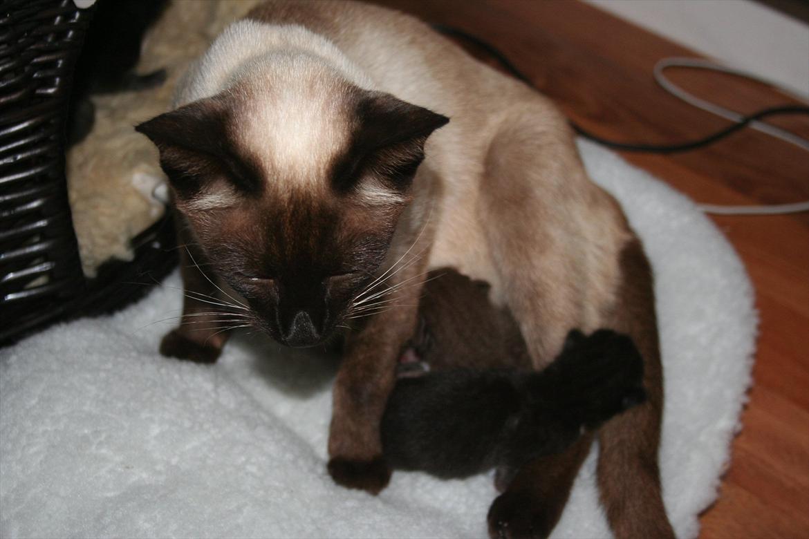 Siameser Joy billede 8